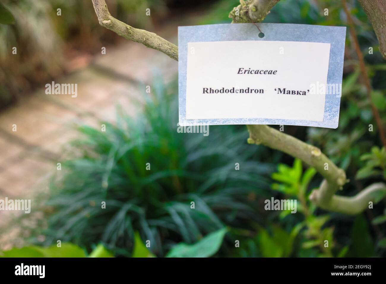 Azalea oder Rhododendron Ericaceae mit dem Namensschild mit Informationen Stockfoto