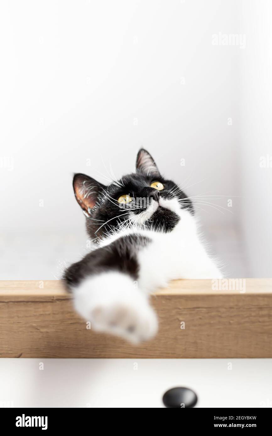 Porträt einer schwarzen Katze mit weißen Schnurrhaaren, Brust und Pfote, Ansicht von unten. Katzenpfote. Stockfoto