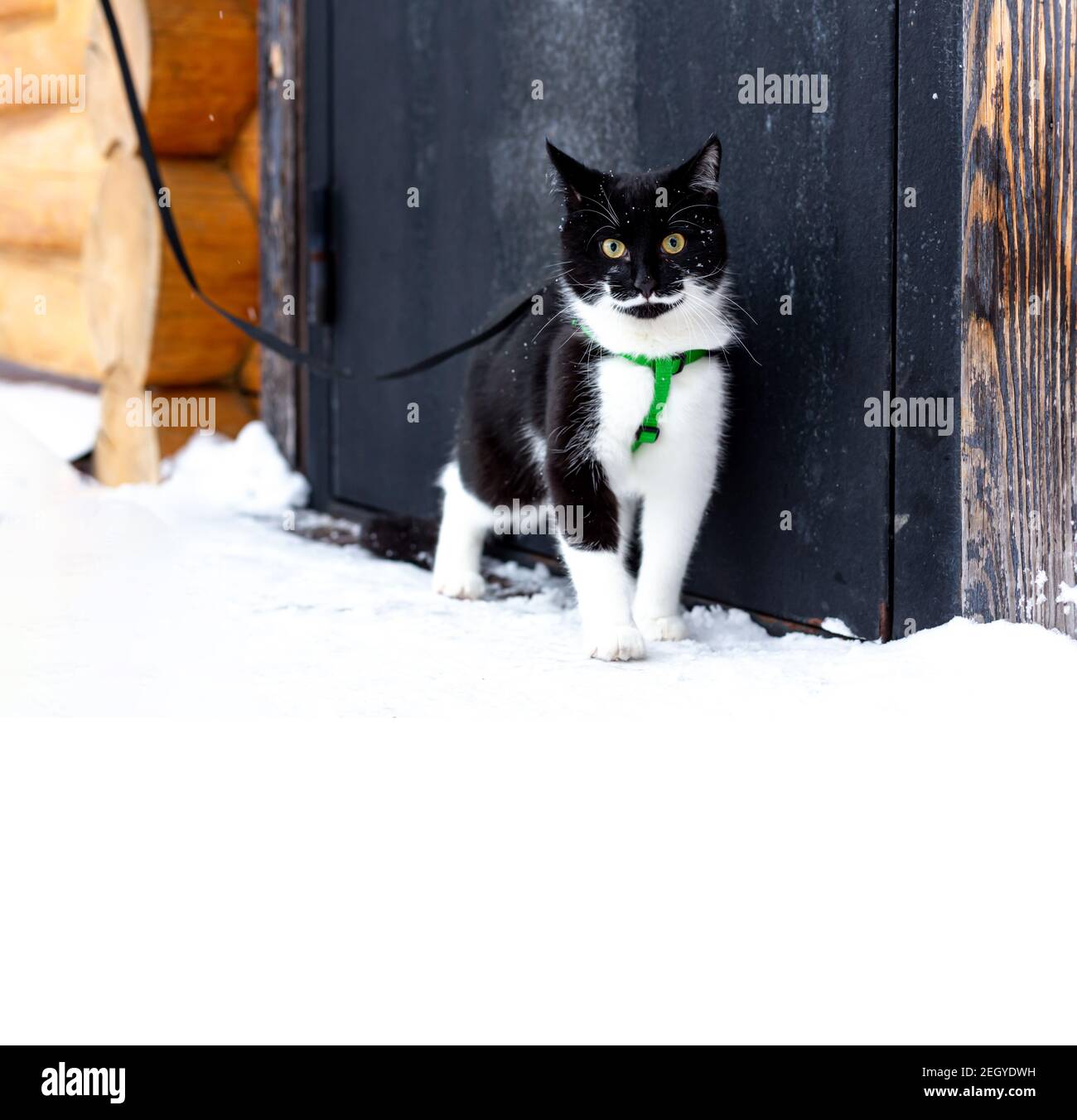 Porträt einer jungen schönen schwarz-weißen Katze in gelben Augen. Stockfoto