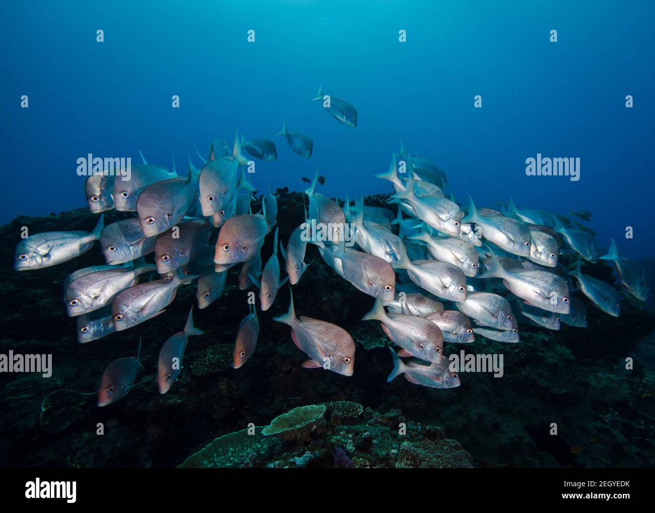 Eine Schule von silbernen Slinger Fischen, die in Richtung der Kamera schwimmen (Chrysoblephus puniceus) Stockfoto