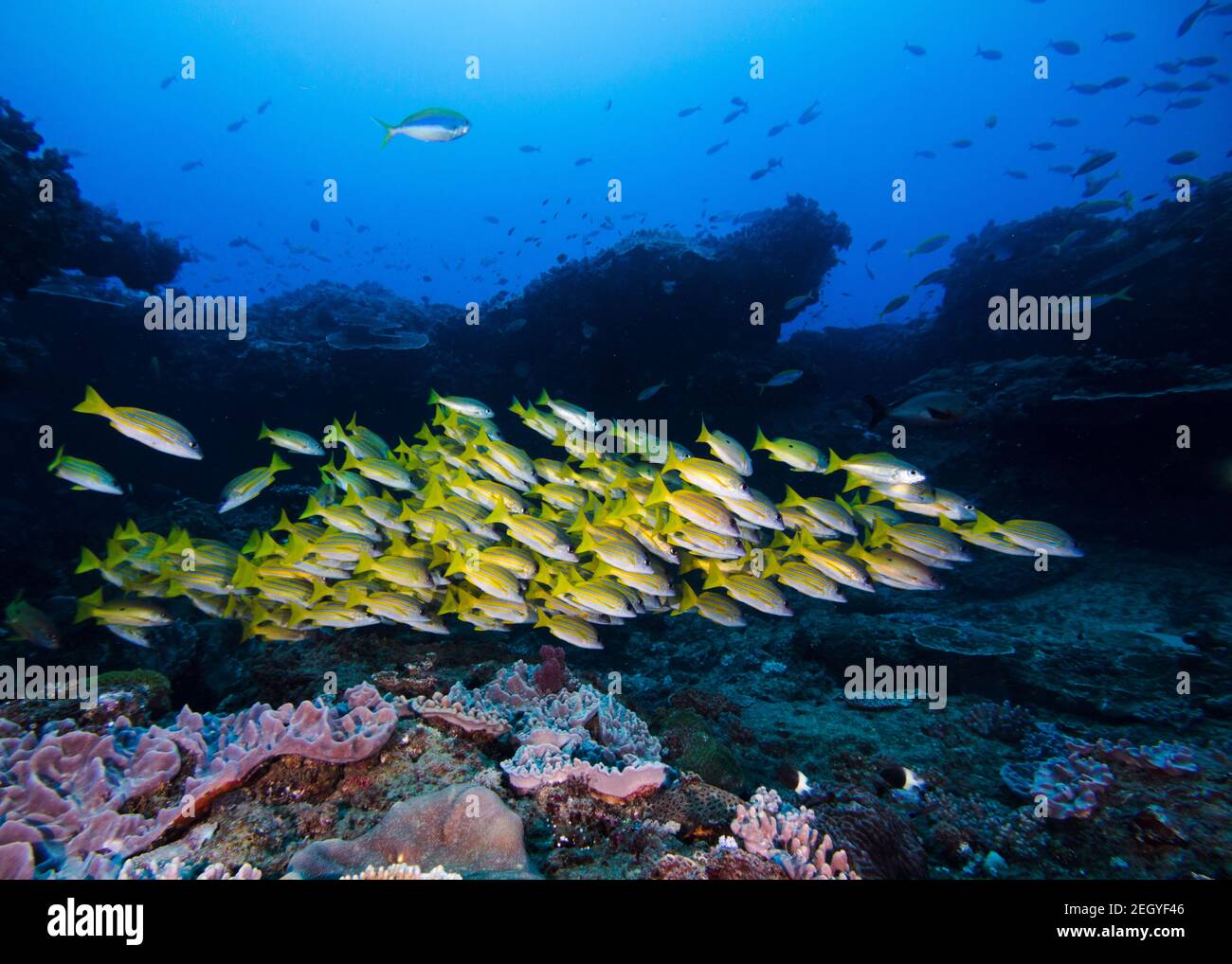 Eine Schule von gelben Blaubeiner Schnapper Fisch (Blauer Schnapper) Schwimmen über dem Riff Stockfoto