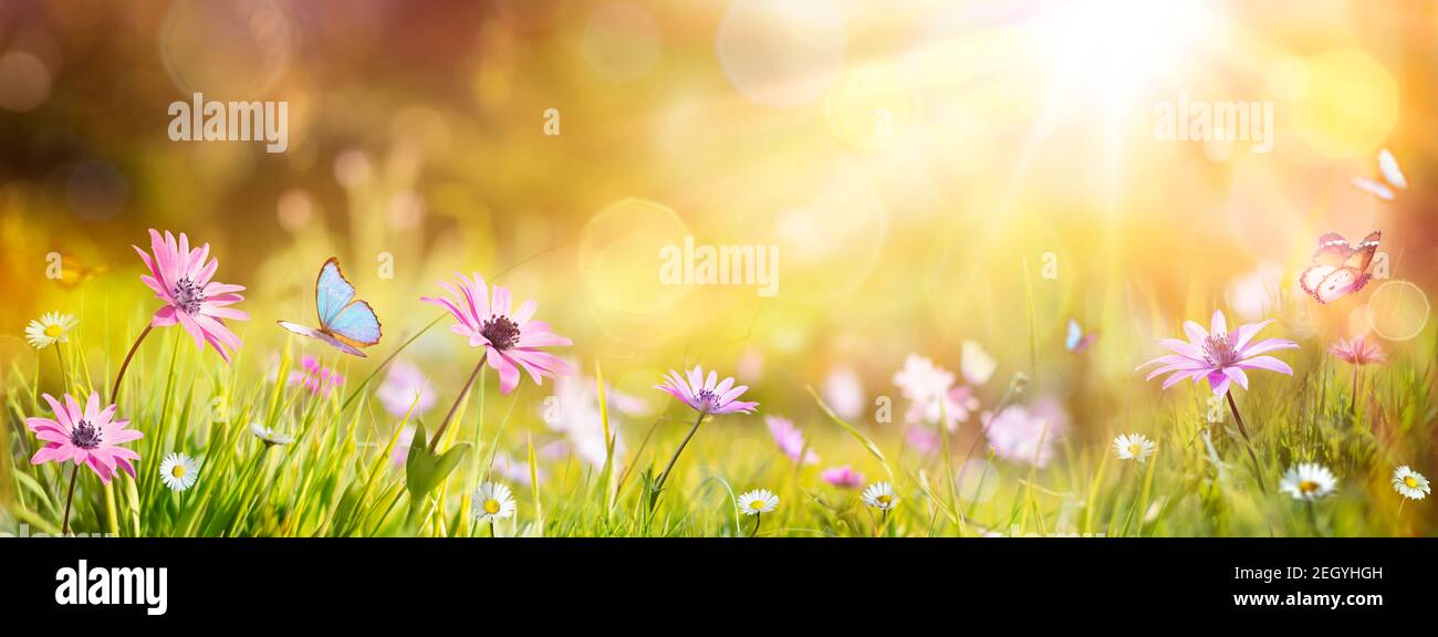 Abstrakt Defokussierten Frühling - Purple Gänseblümchen Und Schmetterling Auf Gras Im Sonnenfeld Stockfoto