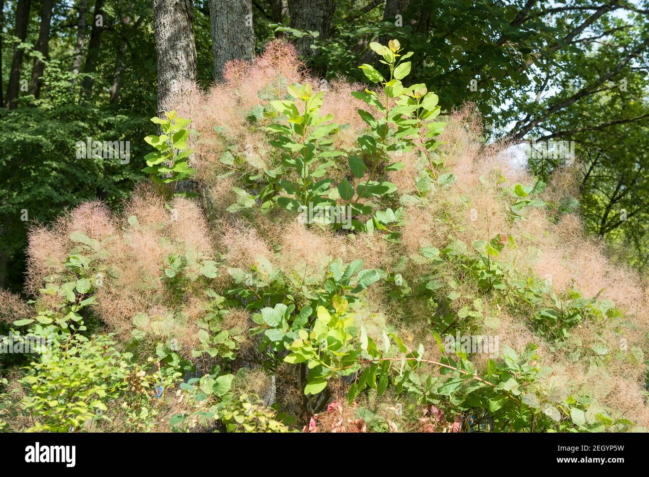 Scumpia - der ursprüngliche hohe Strauch oder niedrige Baum Die Sumac-Familie Stockfoto