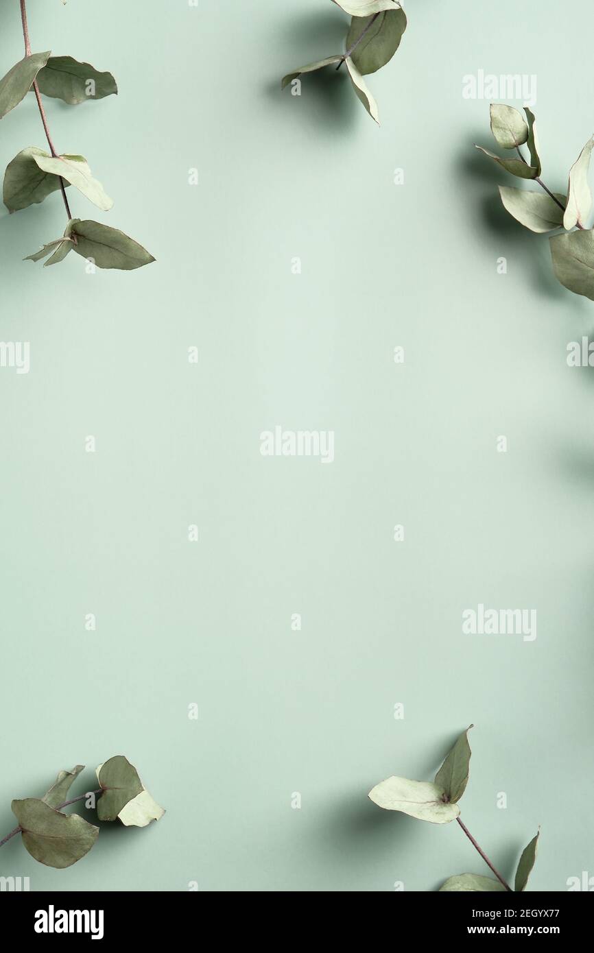 Rahmen aus Eukalyptusblättern auf grünem Hintergrund. Vertikales Banner-Mockup für Social Media-Geschichten. Stockfoto