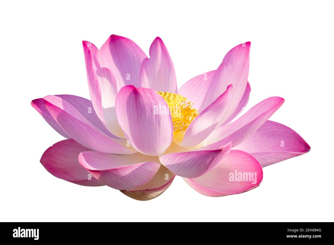 Lotus Pink White Flowers Bloom isolieren Stockfoto