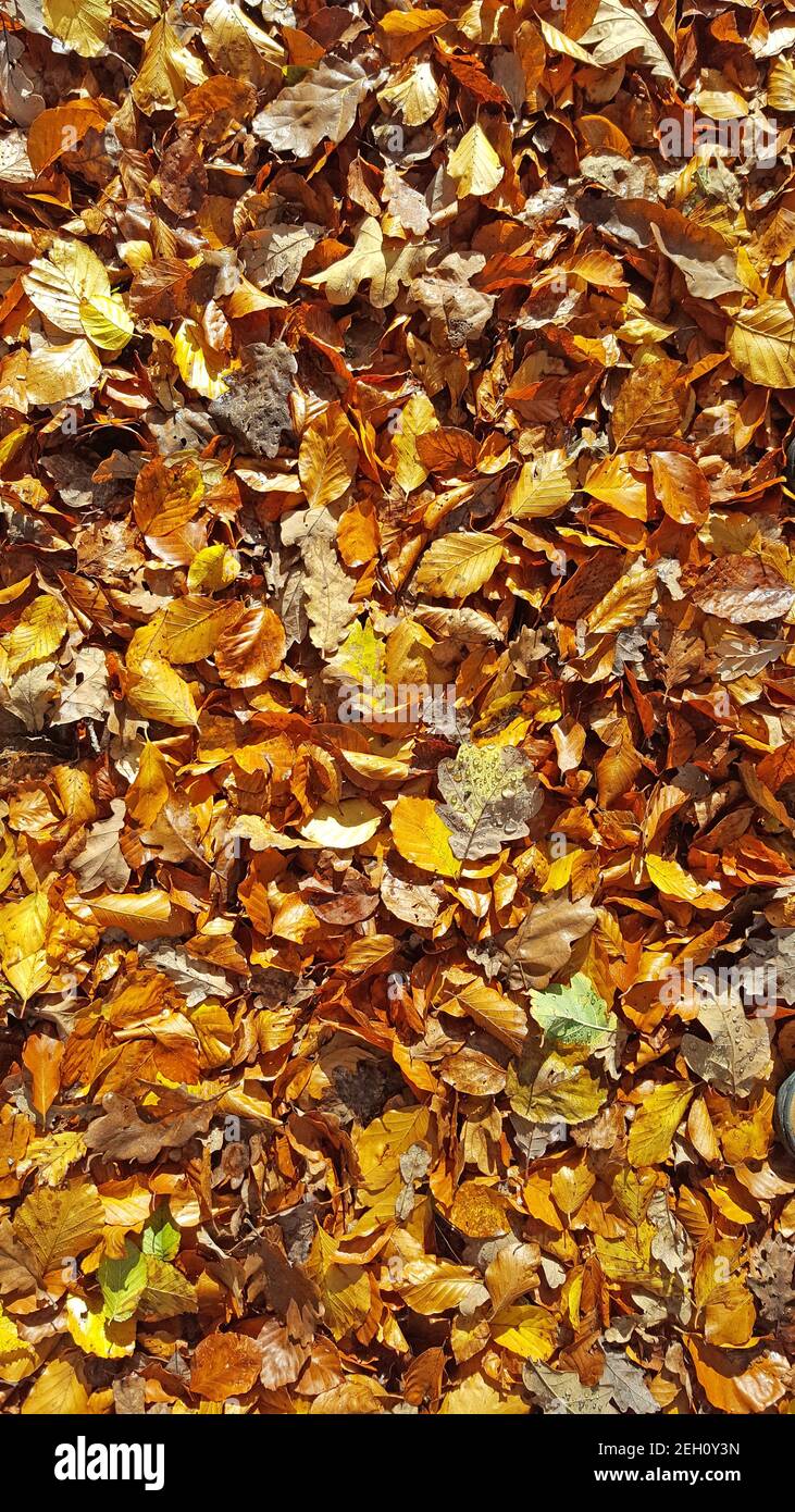 Braune und goldene Herbstblätter auf dem Waldboden Stockfoto