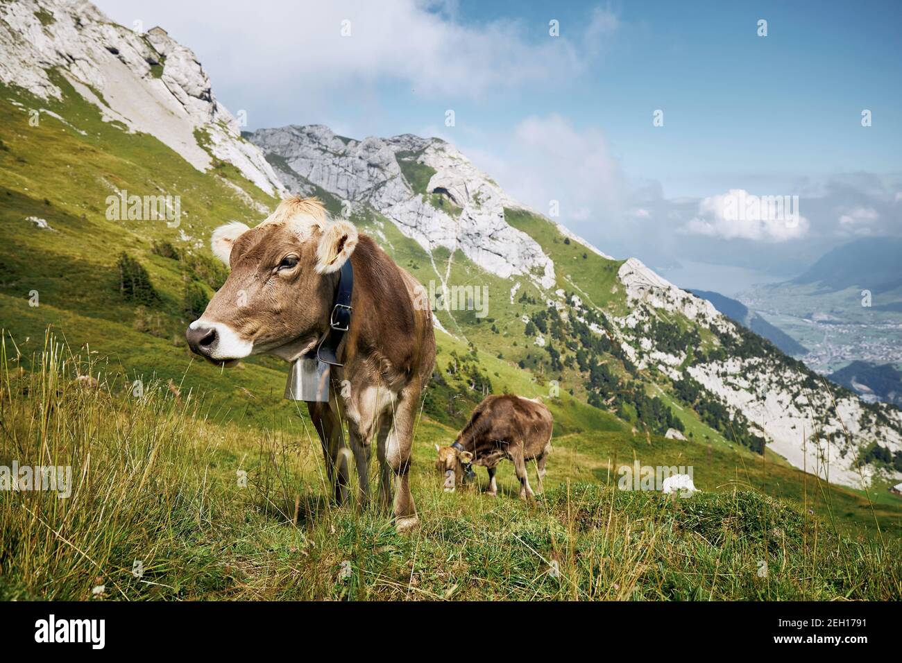 Kühe mit Glocke grasen gegen Tal und Berge. Schöne Landschaft unter dem Berg Pilatus. Luzern, Schweiz. Stockfoto