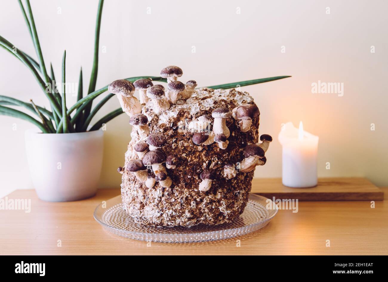 Shiitake Pilze, Lentinula edodes Anbaukit in der heimischen Küche, Pilzkultur. Spaß Hobby Anbau von Lebensmitteln in zu Hause. Stockfoto