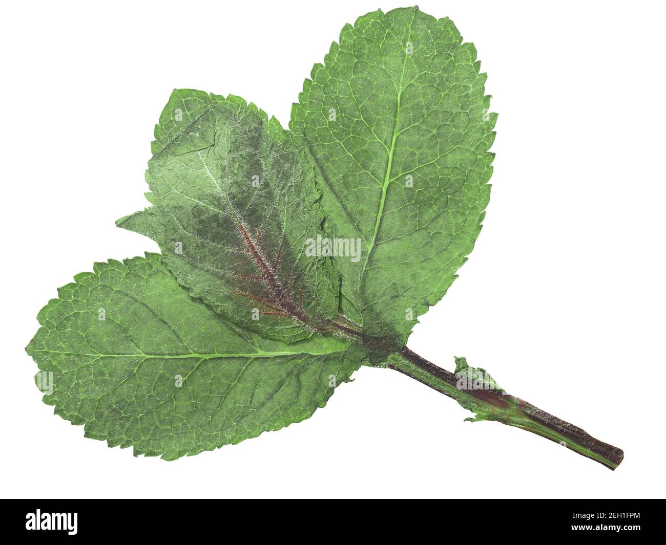 Getrocknete abgeflachte Pfefferminzblätter (Mentha piperita), isoliert, Draufsicht Stockfoto