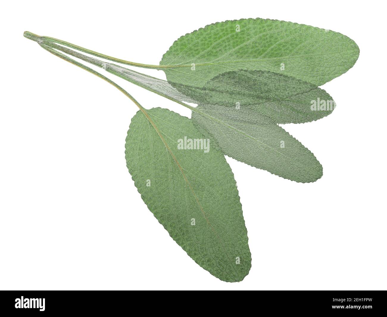 Getrocknete, abgeflachte Salbei-Blätter (Salvium officinalis), isoliert, Draufsicht Stockfoto