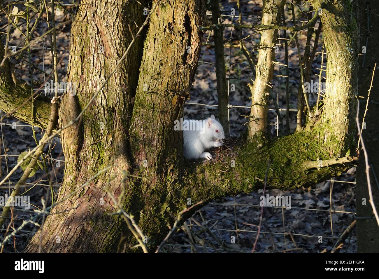 Ein seltenes Albino graues Eichhörnchen, das sich im Baum auf dem Wald ernährt Weg East Sussex zwischen Hartfield und Withyham Stockfoto