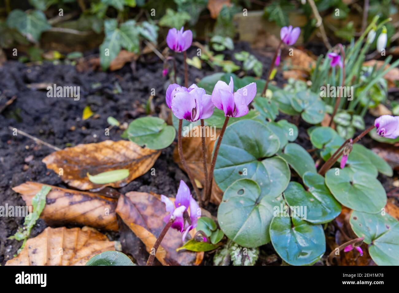 Nahaufnahme von kleinen, zarten magentafarbenen Cyclamen mit runden Blütenblättern, die im Winter in Surrey, Südostengland, an einer Gartengrenze wachsen Stockfoto