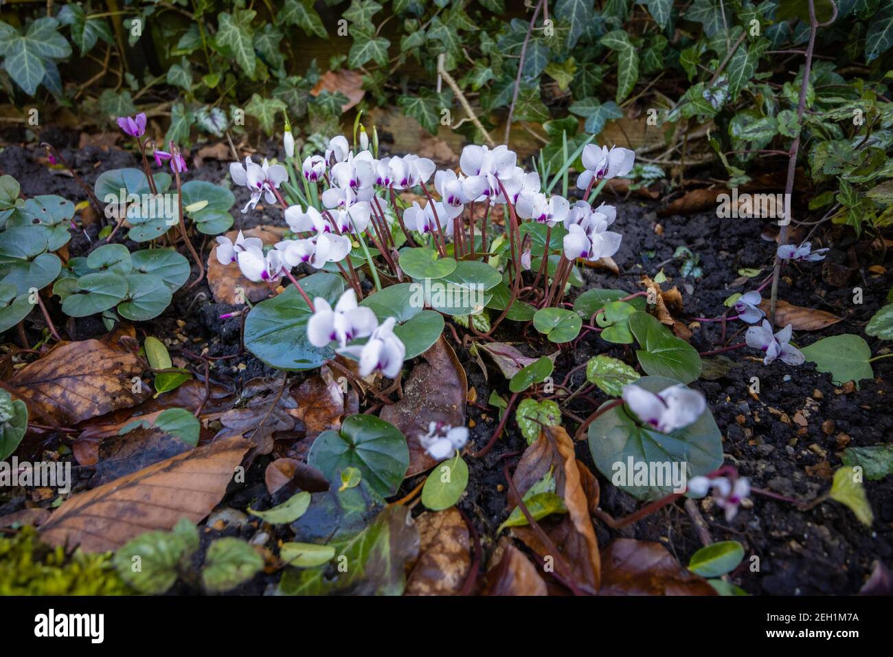 Nahaufnahme von kleinen, zarten weißen Cyclamen coum subsp. Coum f. Pallidum Blüten mit runden Blättern, wächst in einem Garten im Winter in Surrey, UK Stockfoto