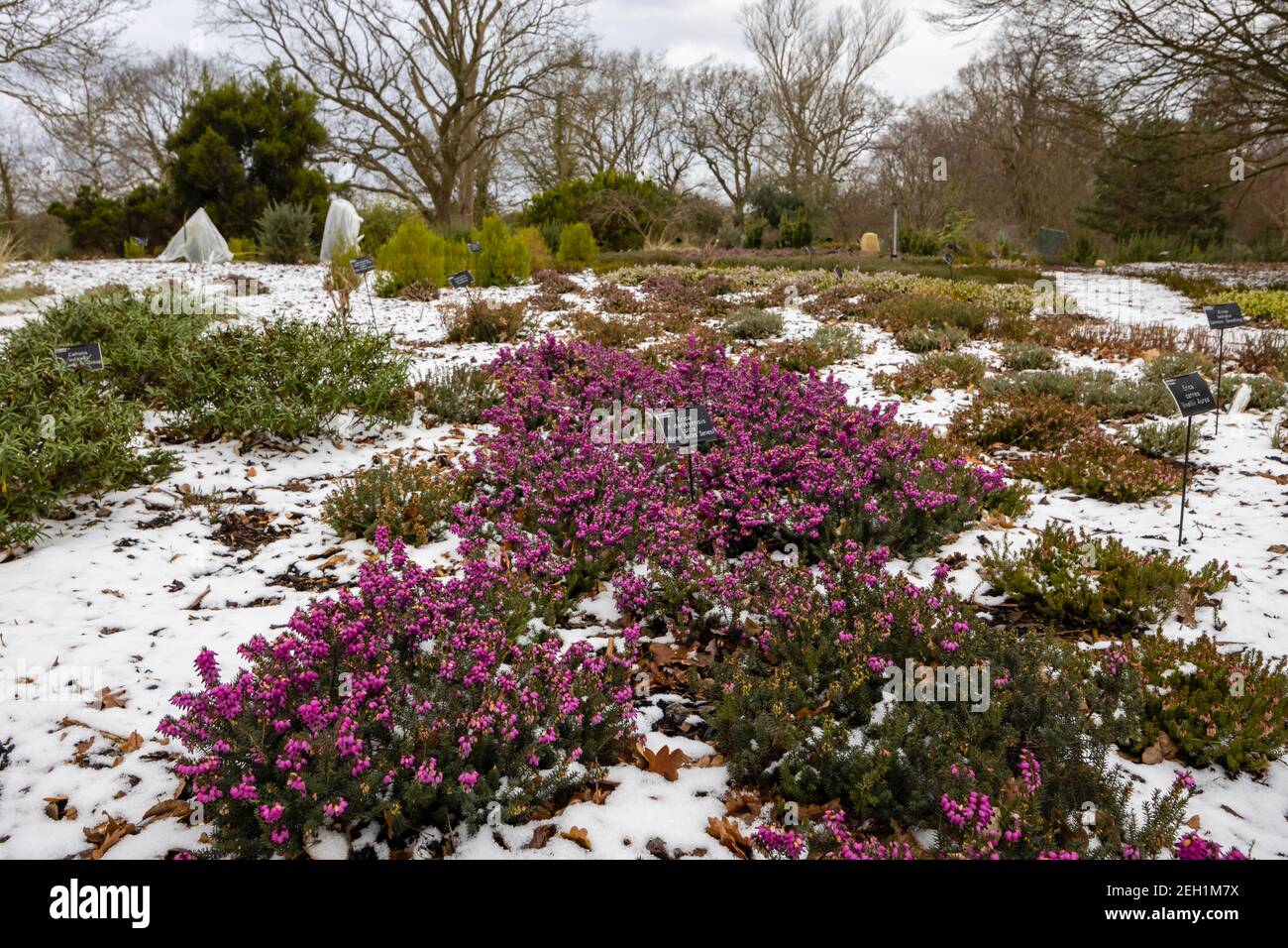 Purple Erica x darleyensis 'Lucie' blüht im Schnee in der Heather Landscape in Howard's Field im RHS Garden, Wisley, Surrey im Winter Stockfoto