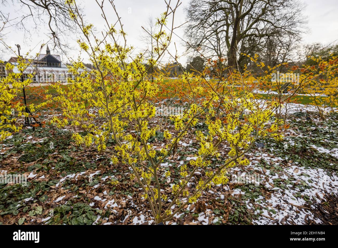 Hellzitronengelb Hamamelis x intermedia 'Sunburst' Witch Hasel blühende RHS Garden, Wisley, Surrey im Winter mit einem Hintergrund von Schnee Stockfoto