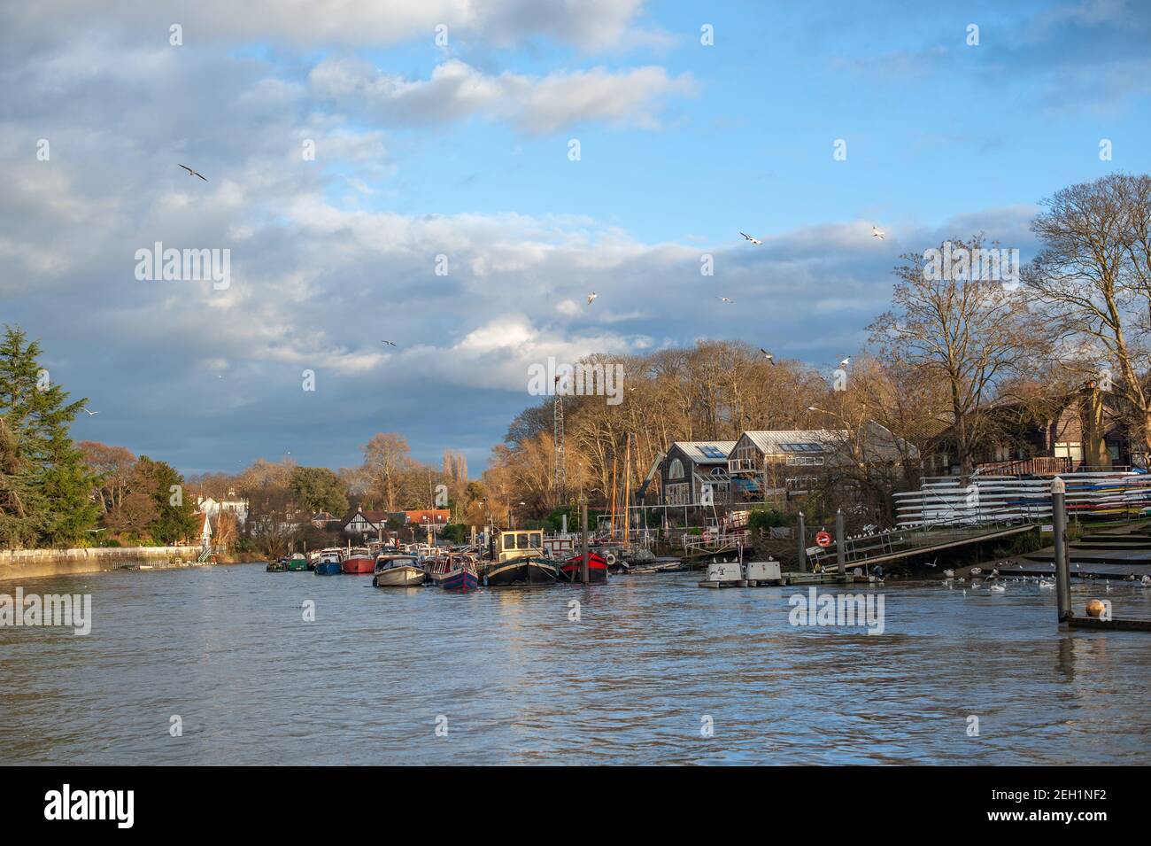 Rennboote, Twickenham Rowing Club, Themse Stockfoto