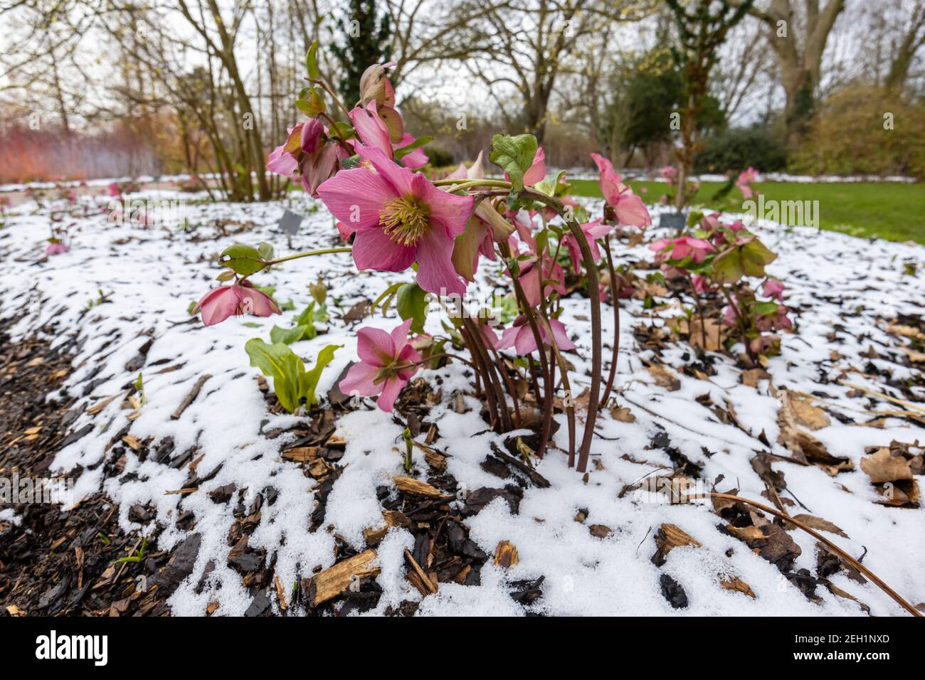 Purple hellebore Walberton's Rosemary Walhero blüht im Schnee RHS Garden, Wisley, Surrey im Winter Stockfoto