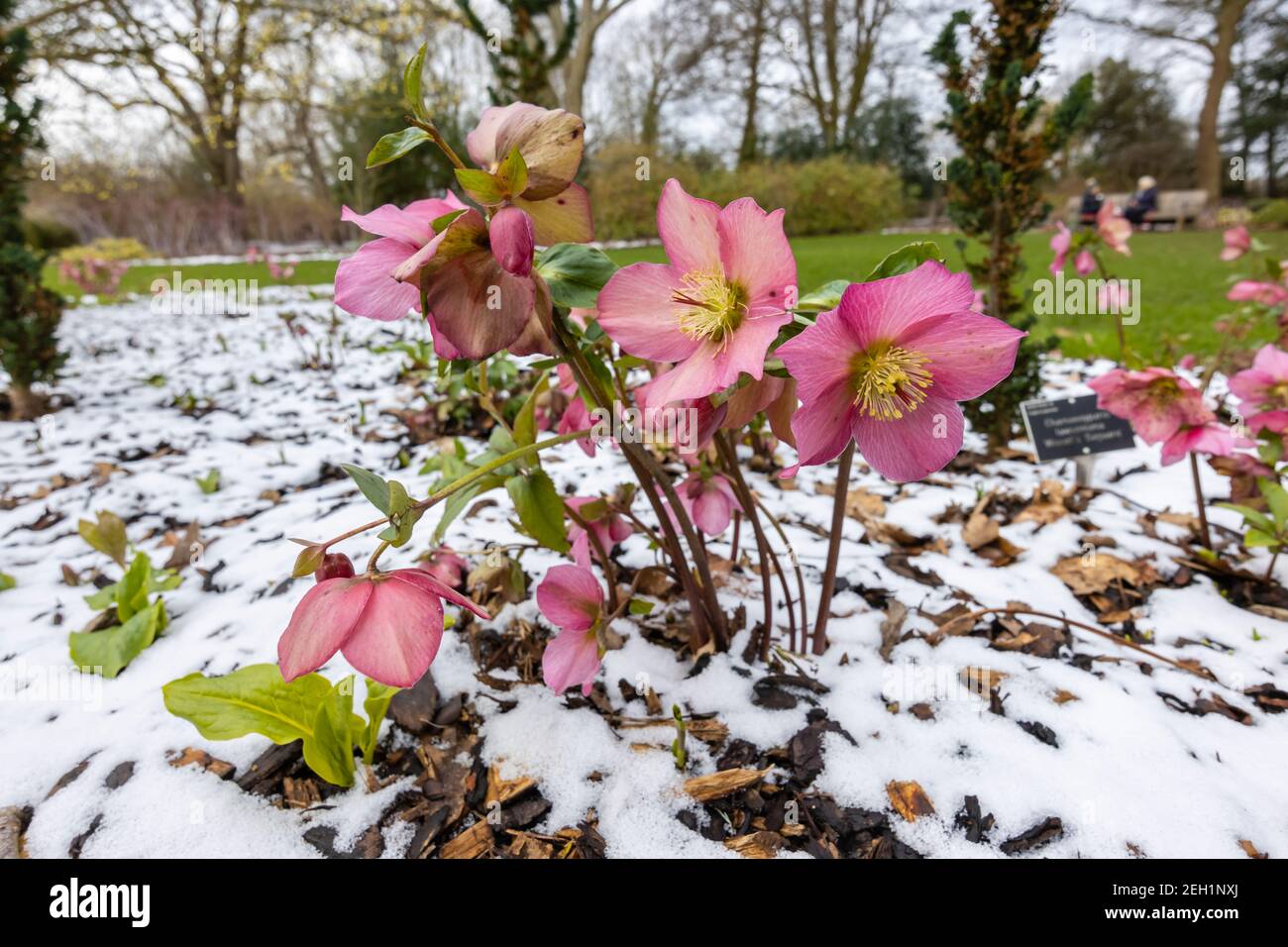 Purple hellebore Walberton's Rosemary Walhero blüht im Schnee RHS Garden, Wisley, Surrey im Winter Stockfoto
