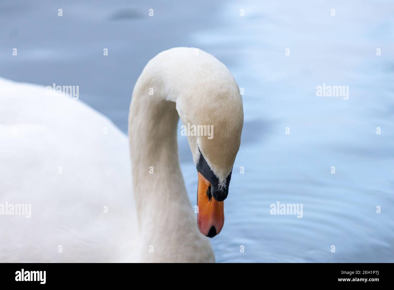 Close-up Portrait von einem Höckerschwan Stockfoto