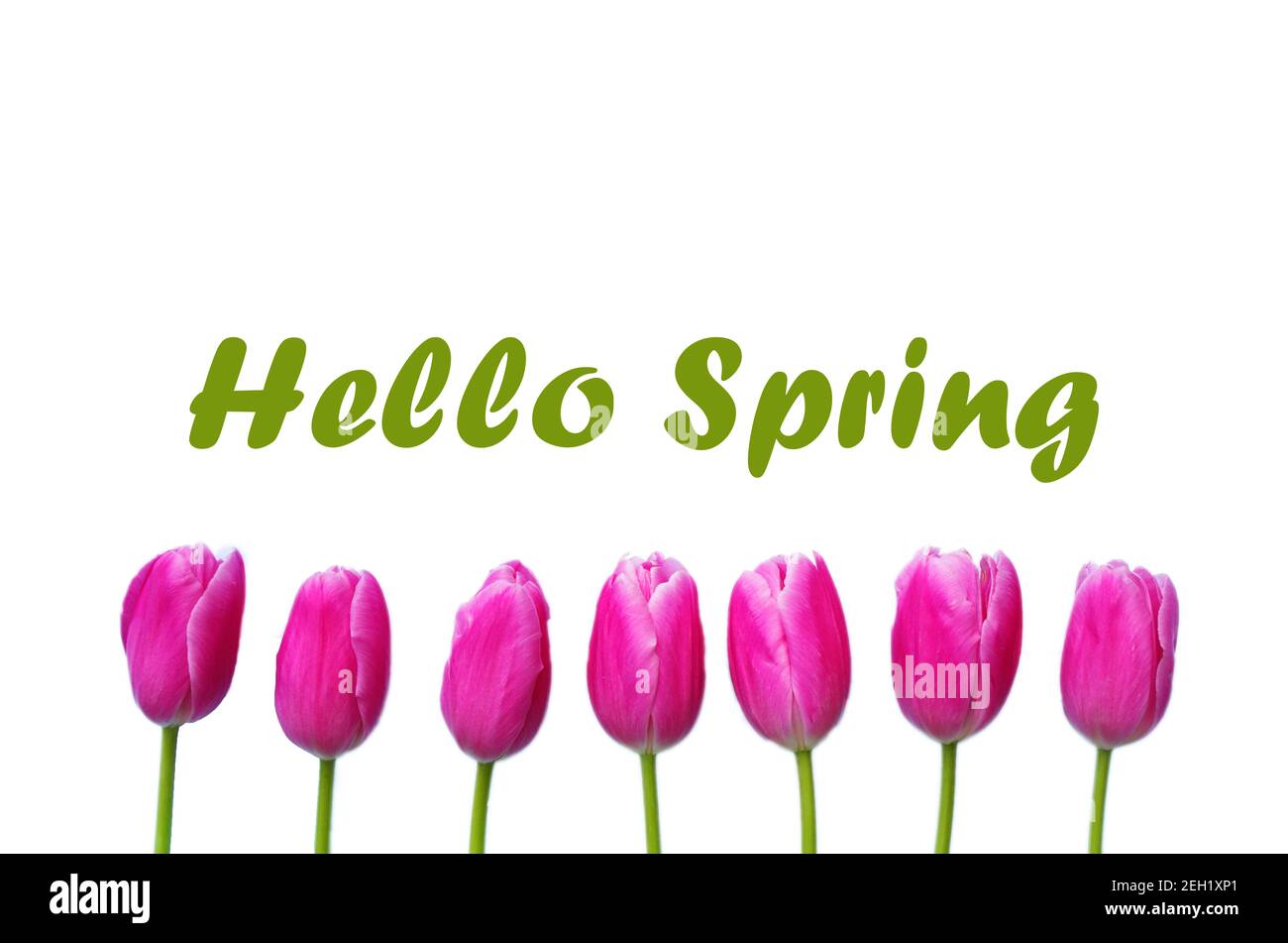 Hallo Frühling Text-Zeichen, schöne rosa Tulpen auf weißem Hintergrund flach legen. Frühlingskonzept und Happy Eastern Grußkarte, Geschenk, Poster, Webkonzept. Stockfoto