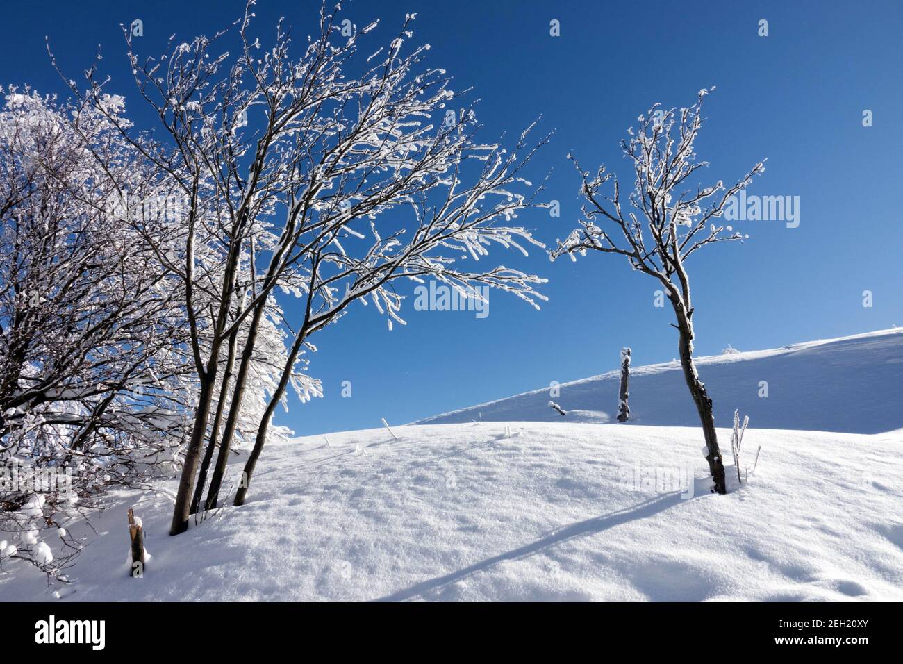 Reiffrostbäume im Winter Schneeverwehung Stockfoto
