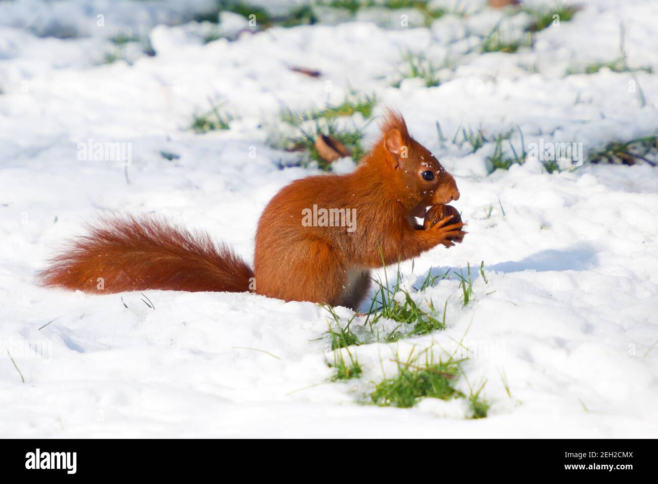 europäische rote Eichhörnchen sciurus vulgaris essen Nuss fand er in Der Schnee Stockfoto