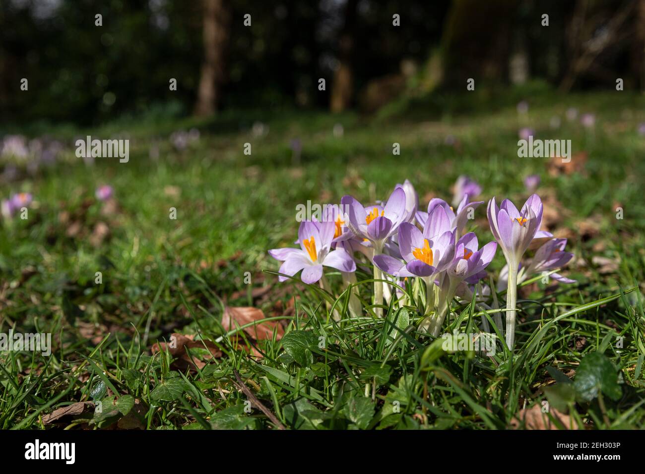 Crocus in einer Waldlandschaft mit Kopierraum Stockfoto