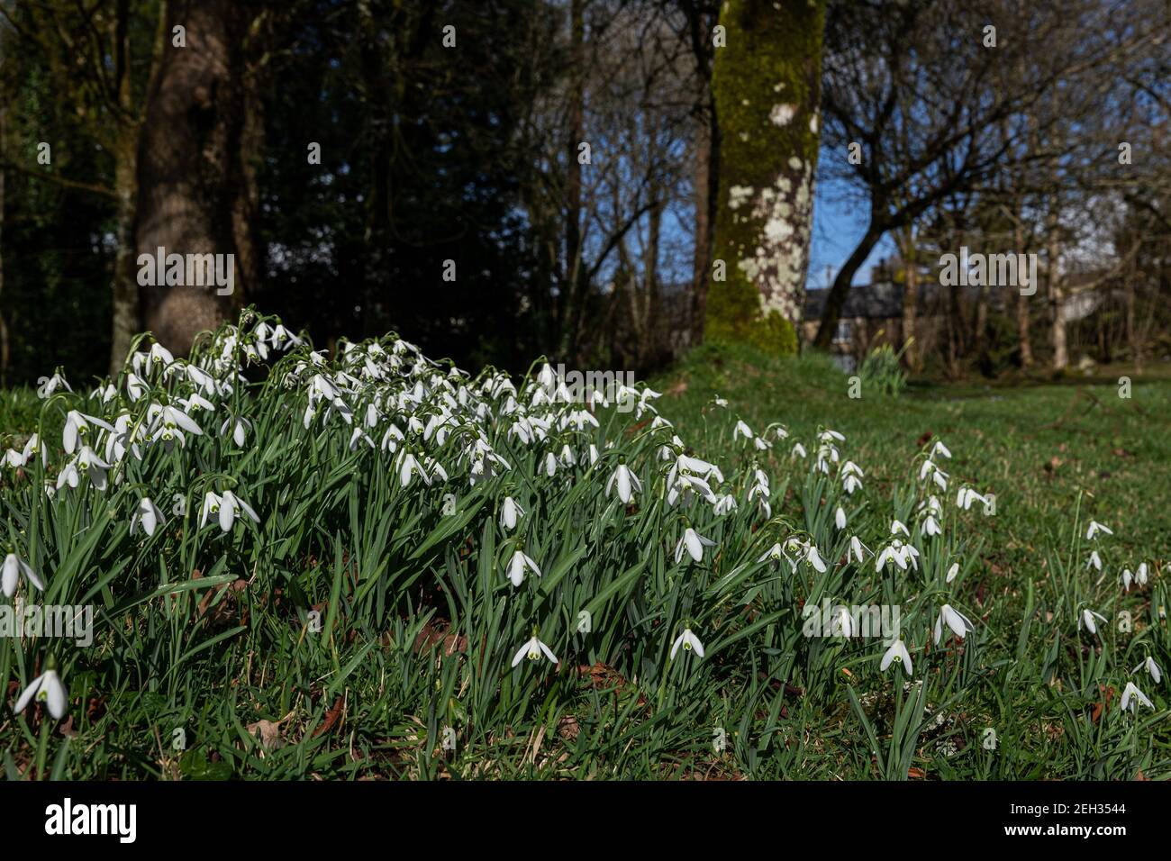 Schneeglöckchen in Naturwaldlandschaft mit Sonnenschein Stockfoto