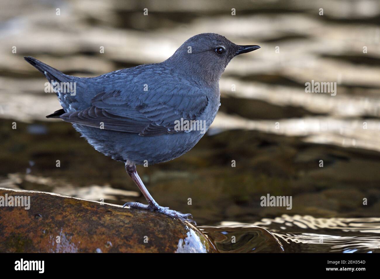 American Dipper im Yaak River im Frühjahr. Yaak Valley, nordwestlich von Montana. (Foto von Randy Beacham) Stockfoto