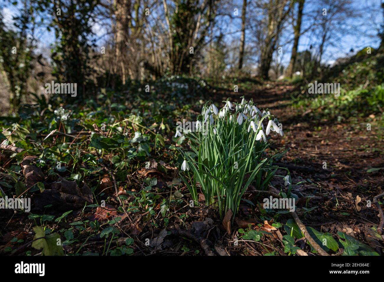 Schneeglöckchen in Naturwaldlandschaft mit Sonnenschein Stockfoto