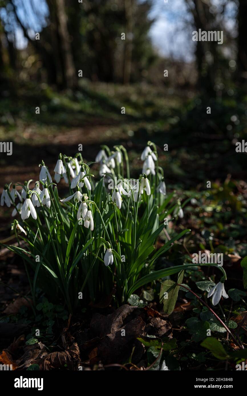 Schneeglöckchen in Naturwaldlandschaft mit Sonnenschein Stockfoto