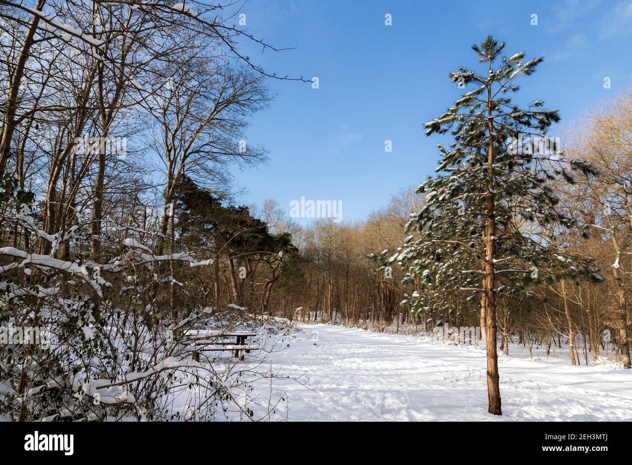 Schneebedeckter Picknicktisch im Pan van Persijn oder auch Panbos genannt, einem Naturschutzgebiet in Katwijk, Südholland, Niederlande. Stockfoto