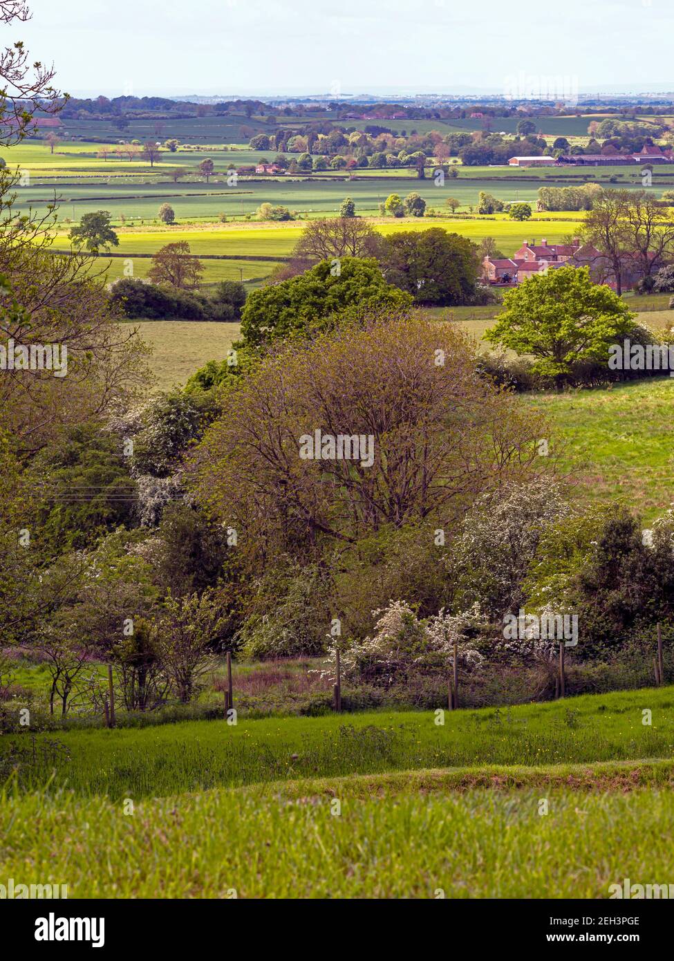 Schöner Blick über Bäume und Felder von Terrington in den Howardian Hills, North Yorkshire, England Stockfoto