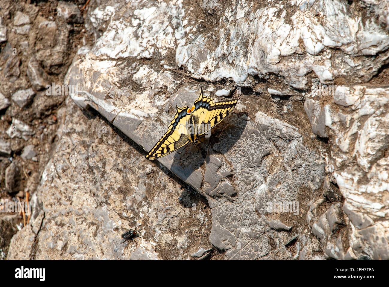 Schmetterling in den Bergen. Papilio machaon. Stockfoto