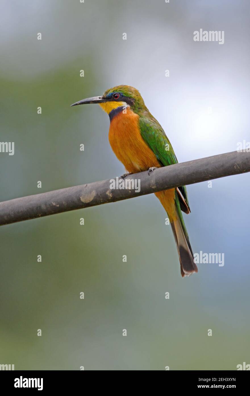 Zimt-Chested Bee-Eater (Merops oreobates) Paar auf der Stromleitung Lake Naivasha, Kenia Oktober Stockfoto