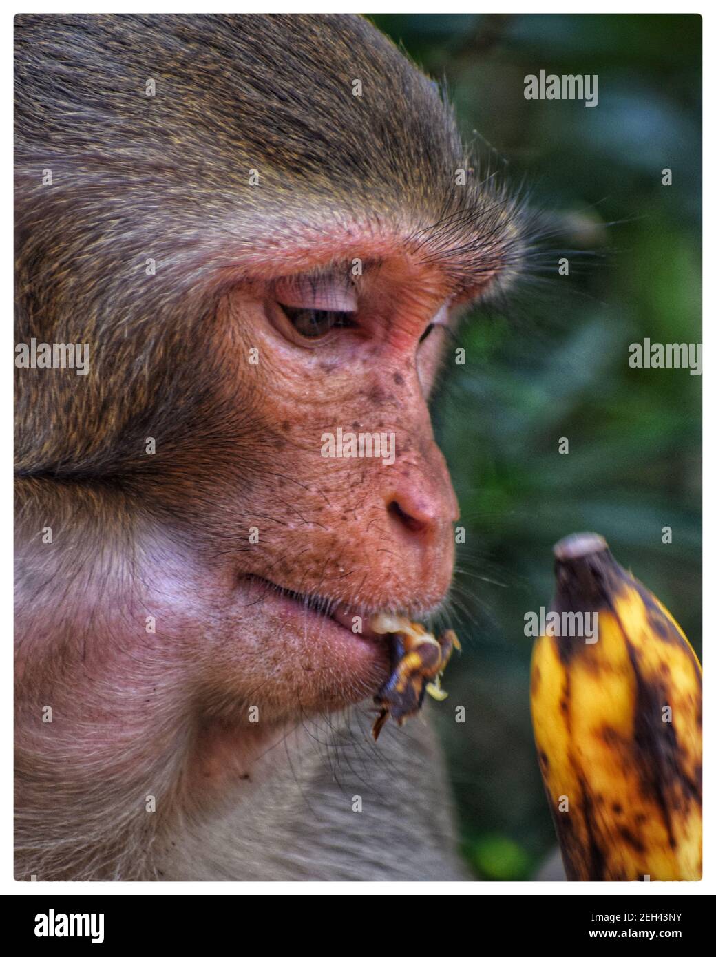 Makaken Affen essen Banane in indien Makaken Affen Fütterung in indischer Dschungel Stockfoto Makaken Affen essen Banane in indien Makaken Affen Fütterung in indischer Dschungel Stockfoto