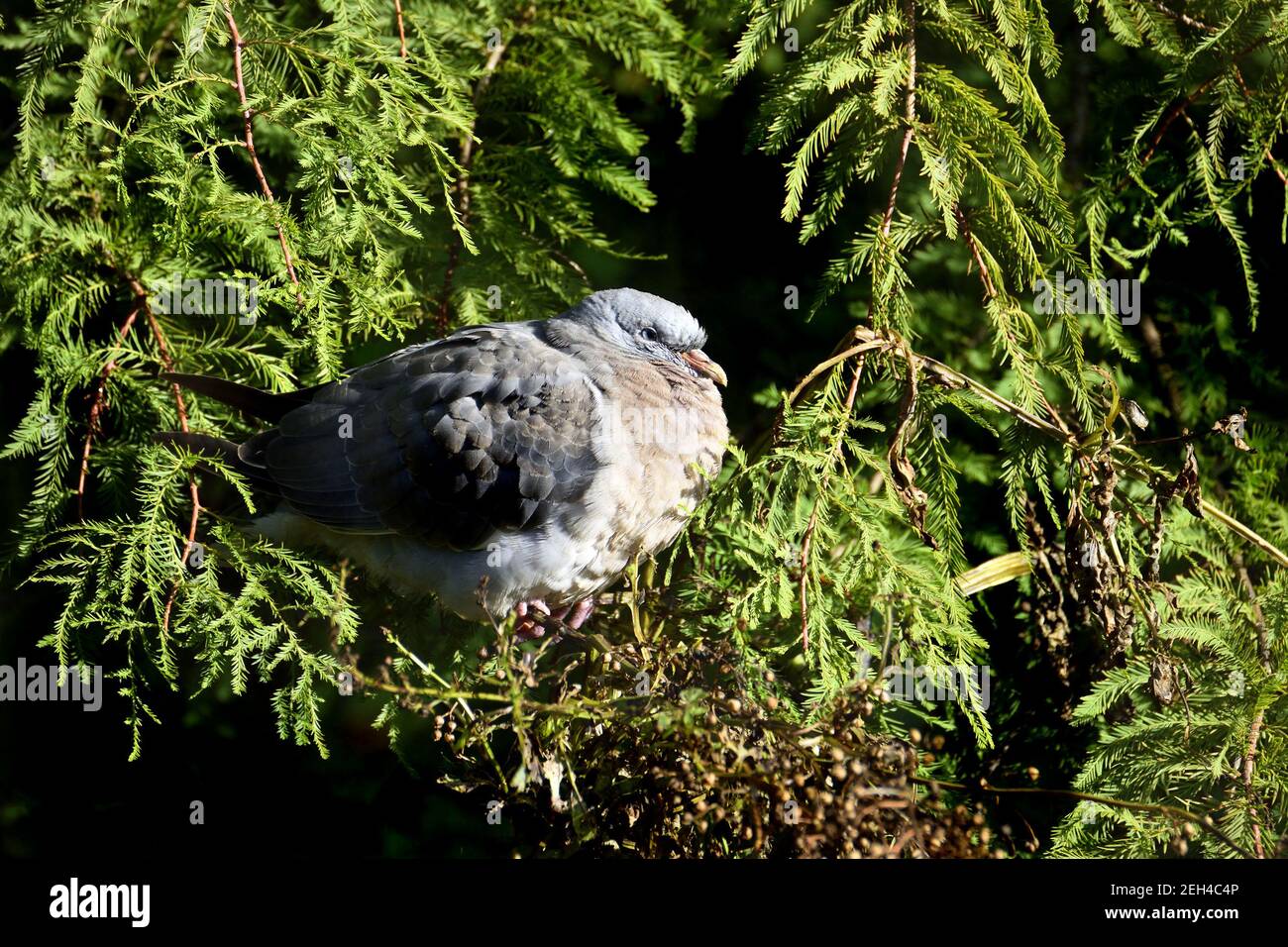 Junge Taube (Columba palumbus), die in einer Tanne ruht Stockfoto