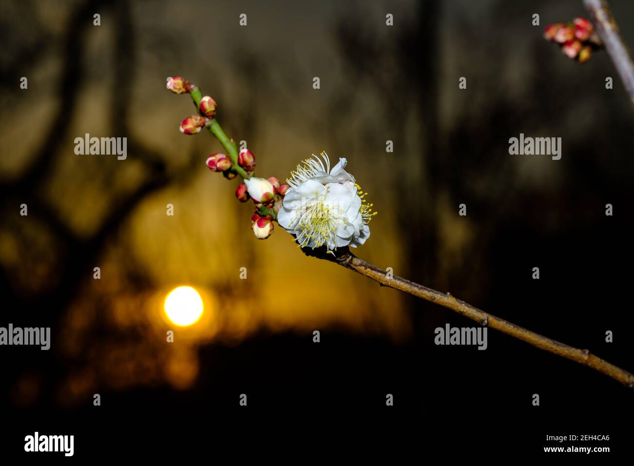 Pflaumenblüten bei Sonnenuntergang Stockfoto