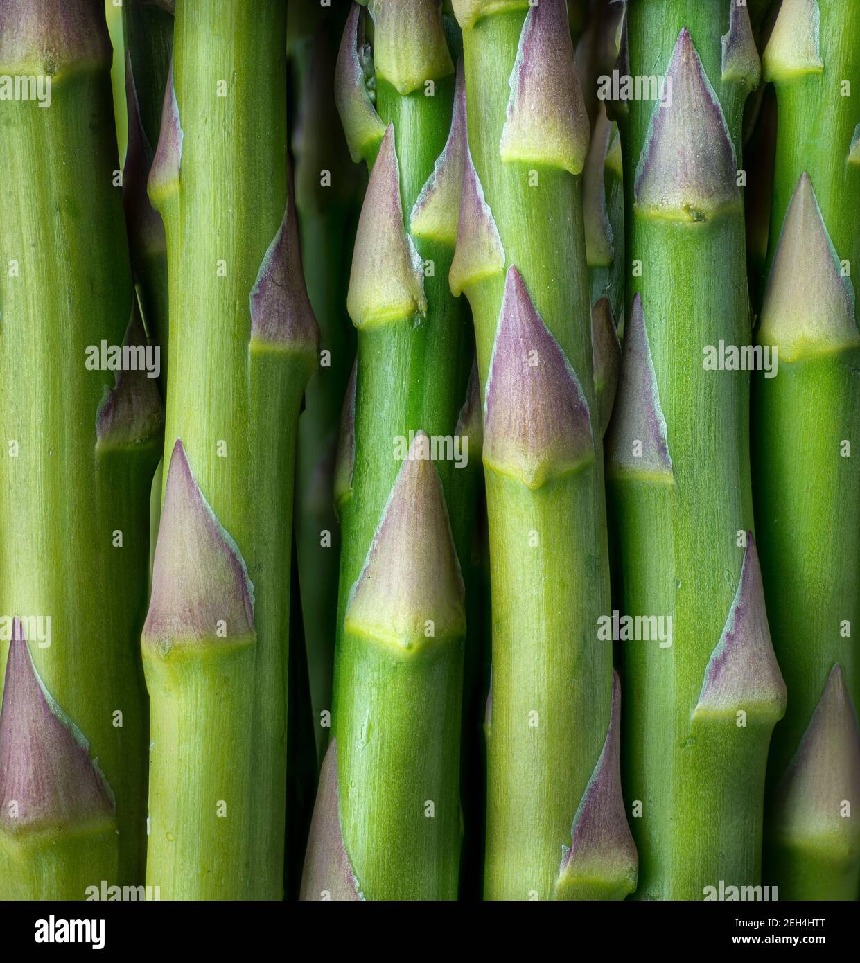 Makroansicht von Spargelstielen (Spargel officinalis). Stockfoto