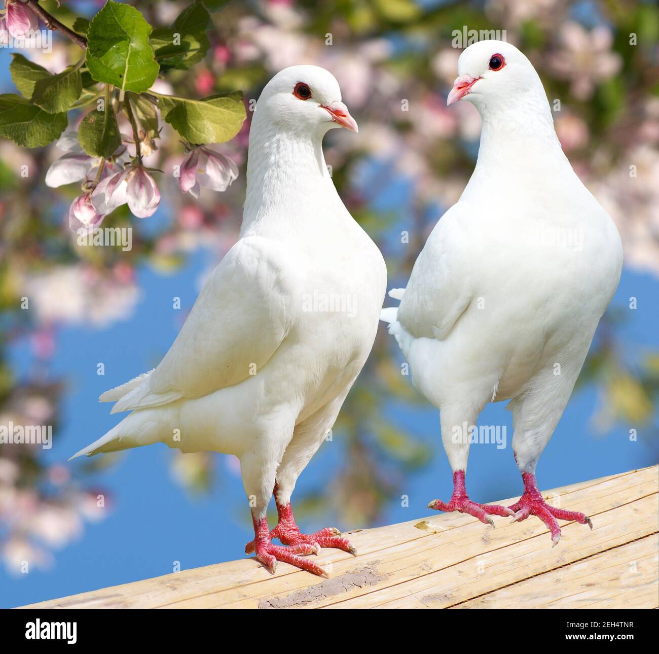 Zwei weiße Tauben auf blühendem Hintergrund - Kaisertaube - Ducula Stockfoto