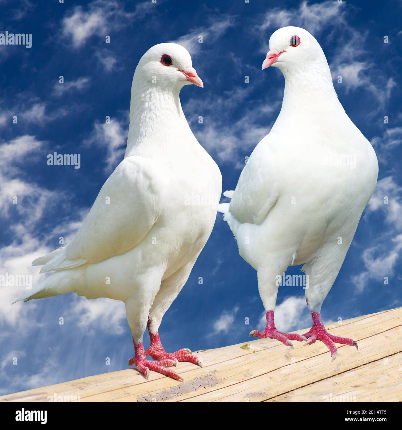 Zwei weiße Tauben - Kaisertaube - Ducula Stockfoto
