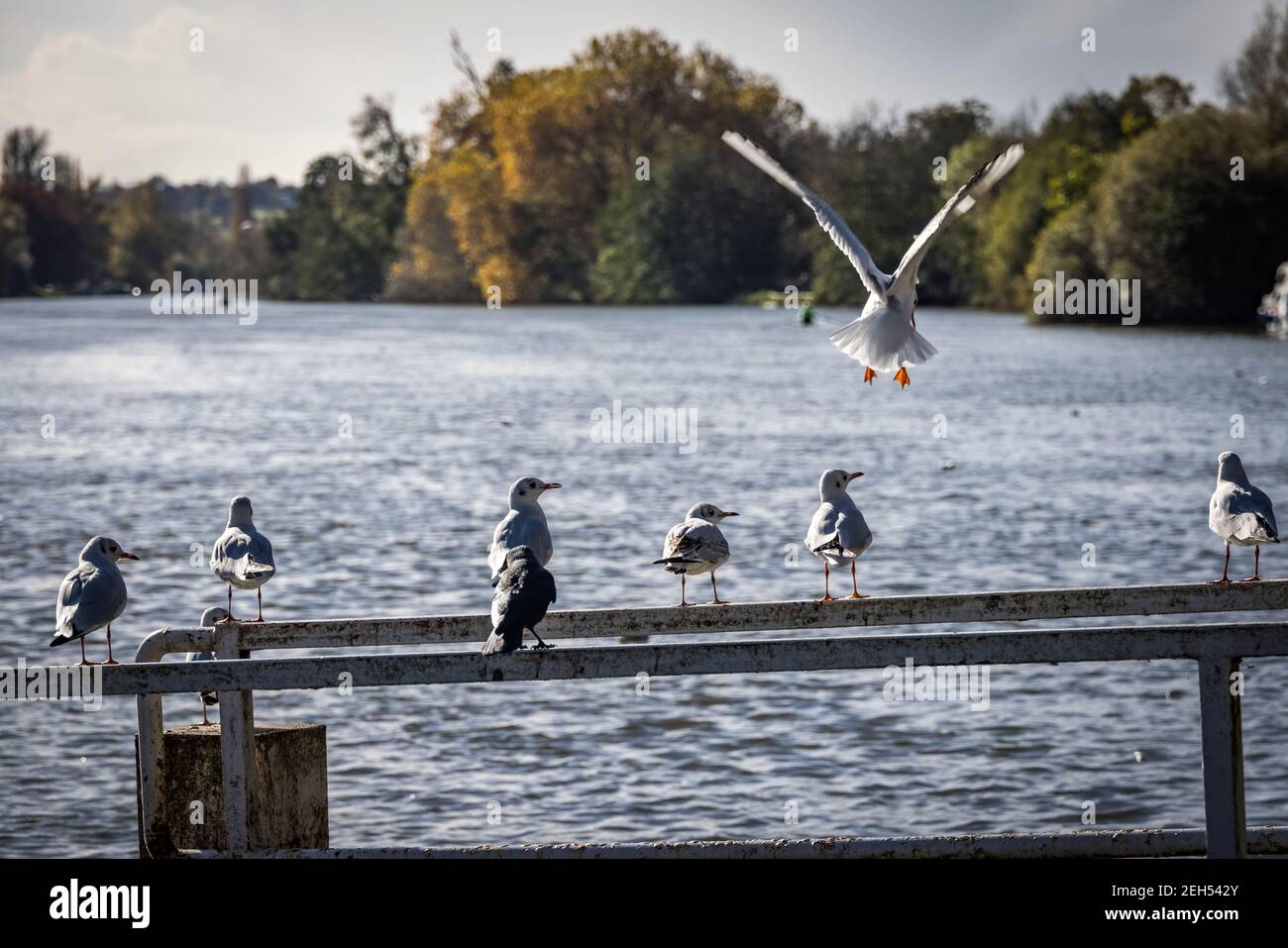 Möwe im Flug Stockfoto