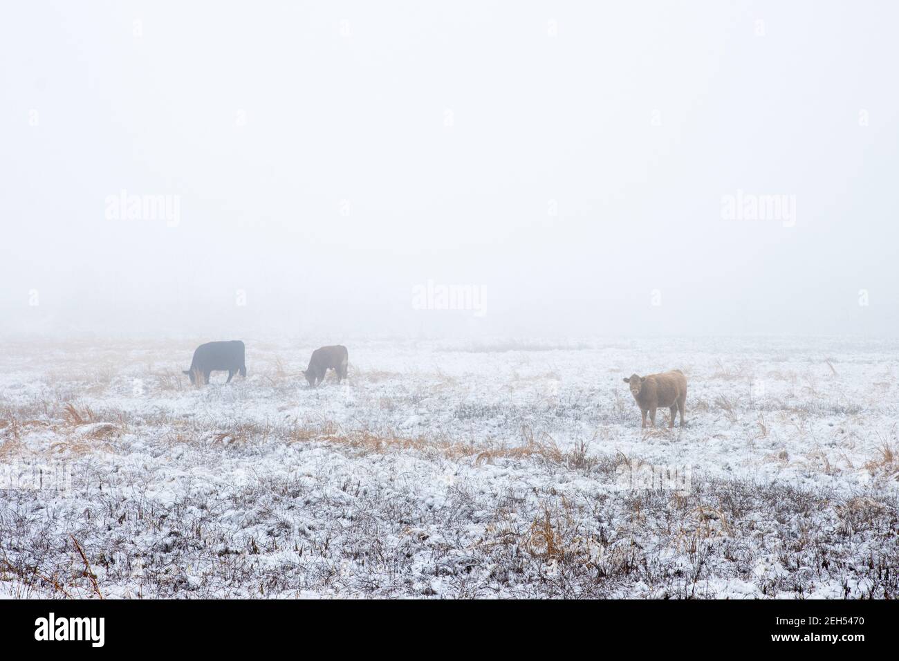 Kühe grasen in dieser Winterszene. Stockfoto