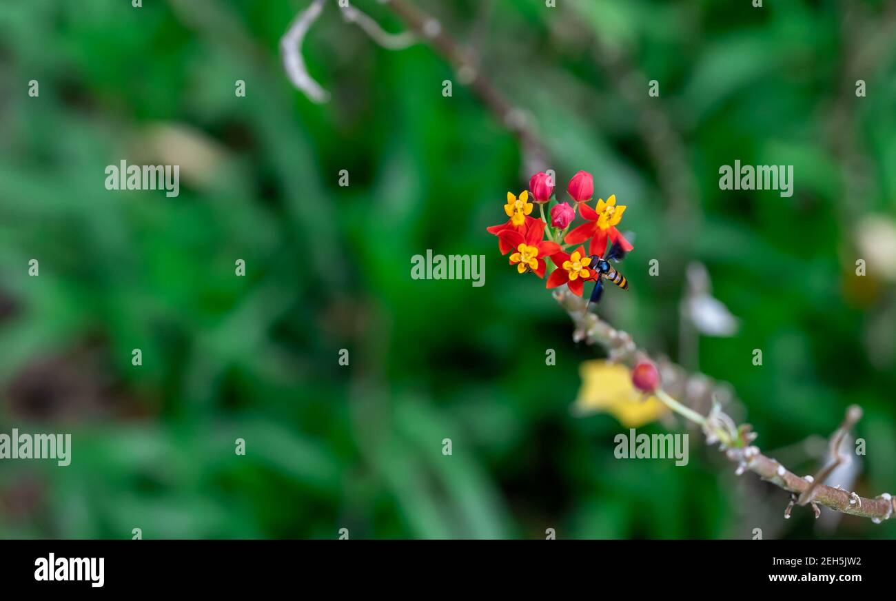 Schwebfliegen, auch Blumenfliegen oder Syrphidafliegen genannt, bilden die Insektenfamilie Syrphidae. Luftkissenfliegen während Sie in Richtung einer Blume fliegen Stockfoto