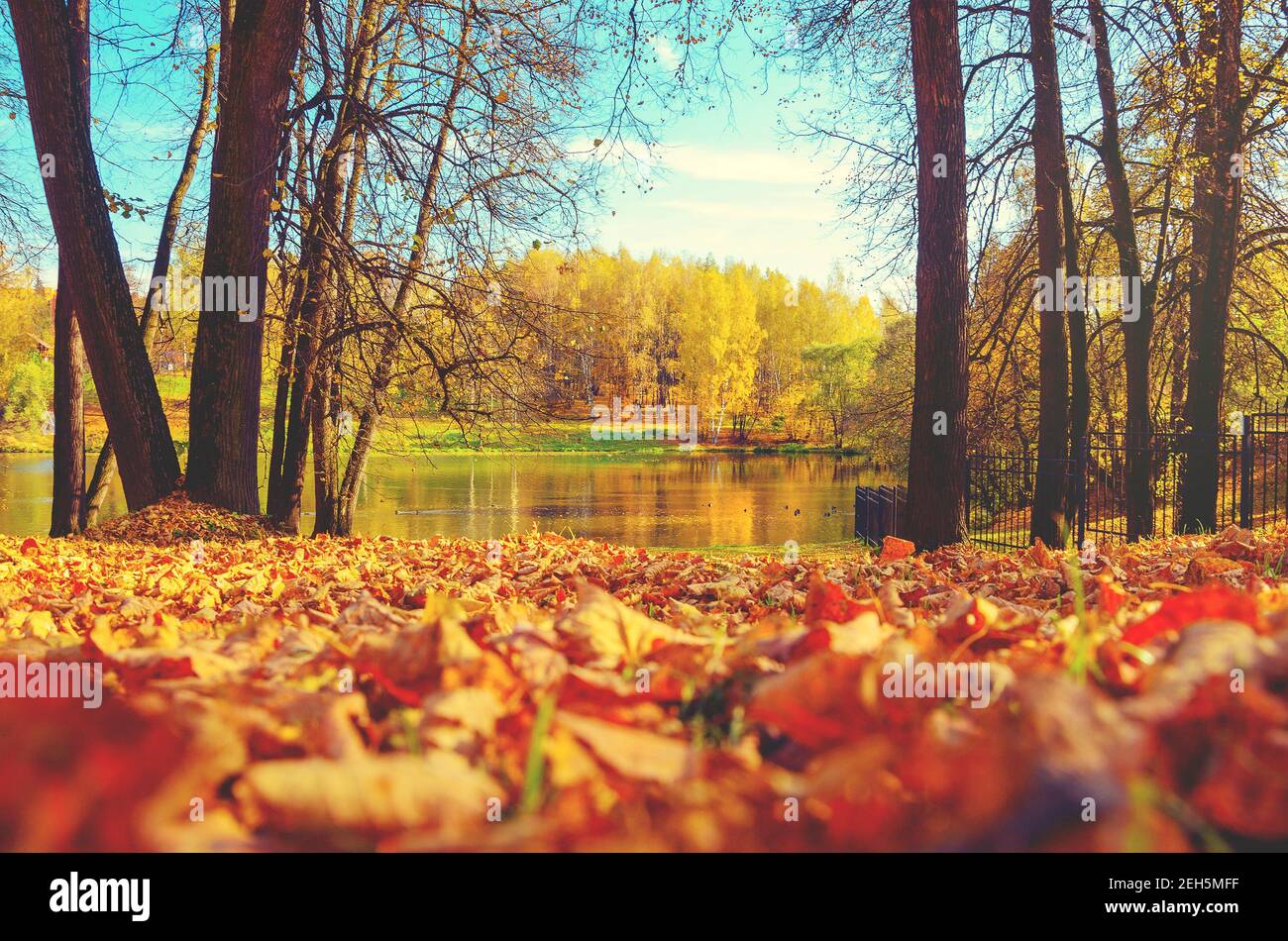 Sonnige Herbstszene mit schönem See im Park und roten und gelben Blättern im Vordergrund.Oktober ruhige Landschaft. Stockfoto