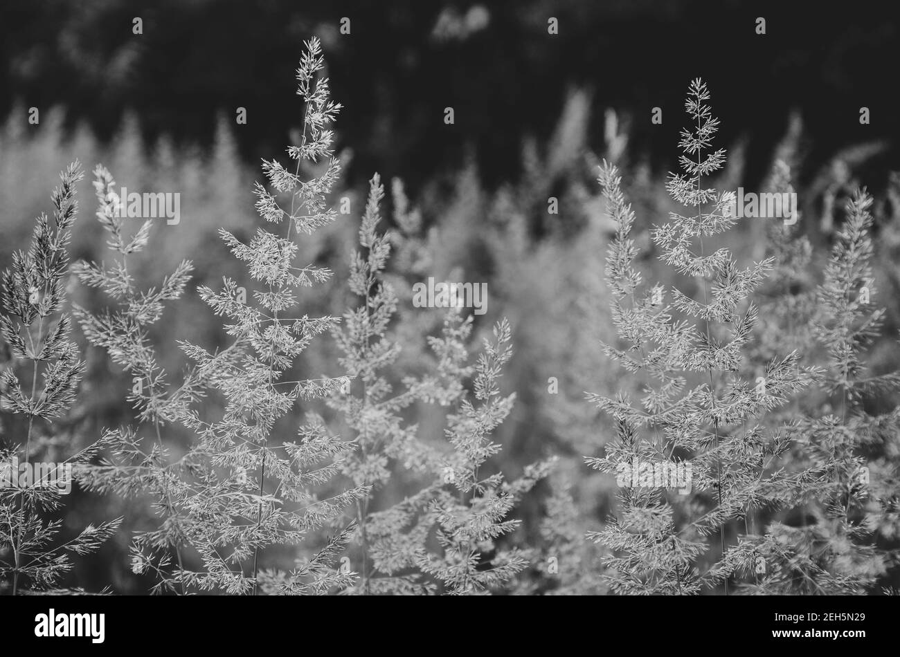 Nahaufnahme von Sommer Wiese Gras während sonnigen Morgen.Heller Sommer oder Frühling schwarz und weiß Hintergrund für Design. Stockfoto