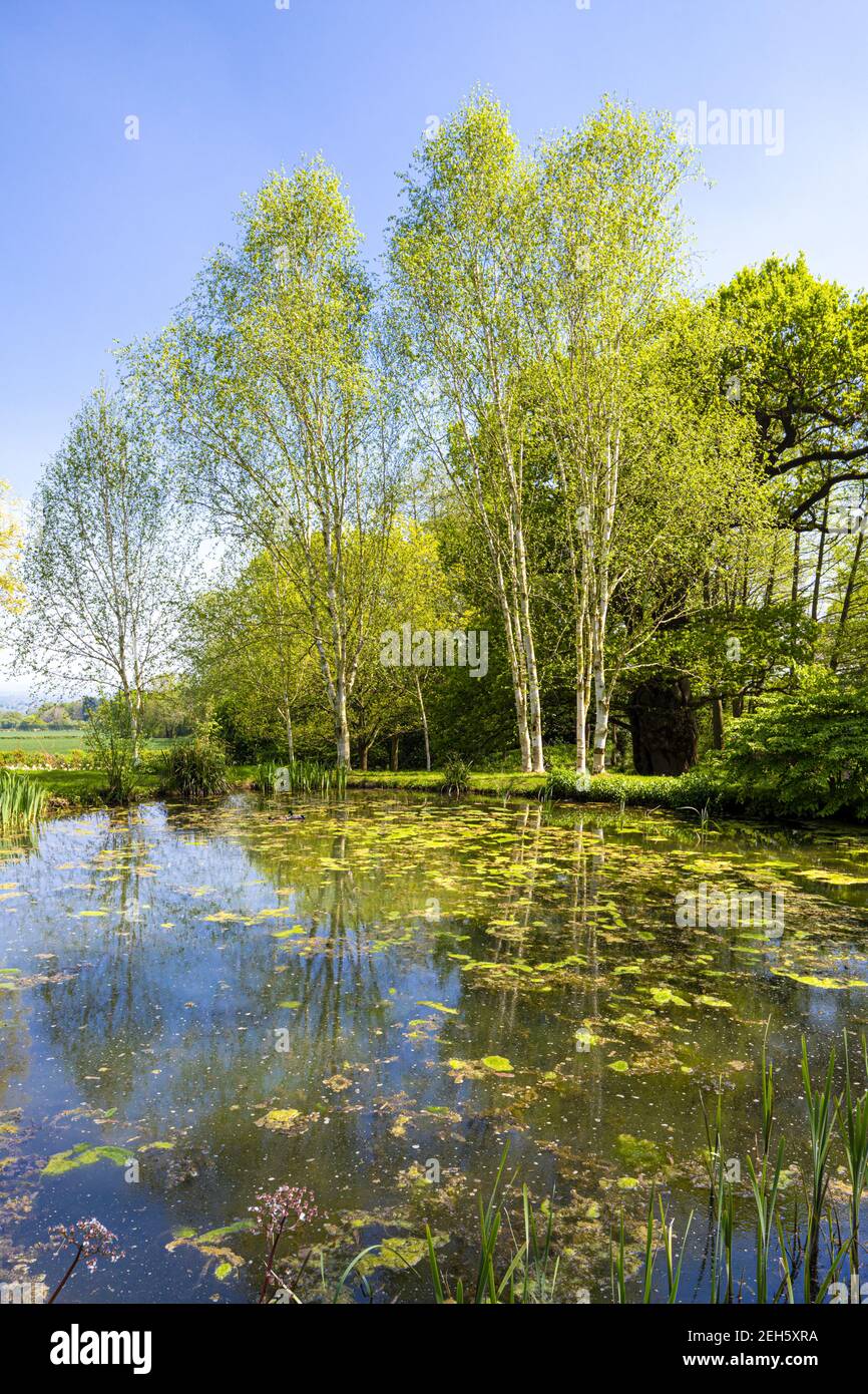 Silberbirken neben einem Teich im Frühling in Little Malvern, Worcestershire, Großbritannien Stockfoto