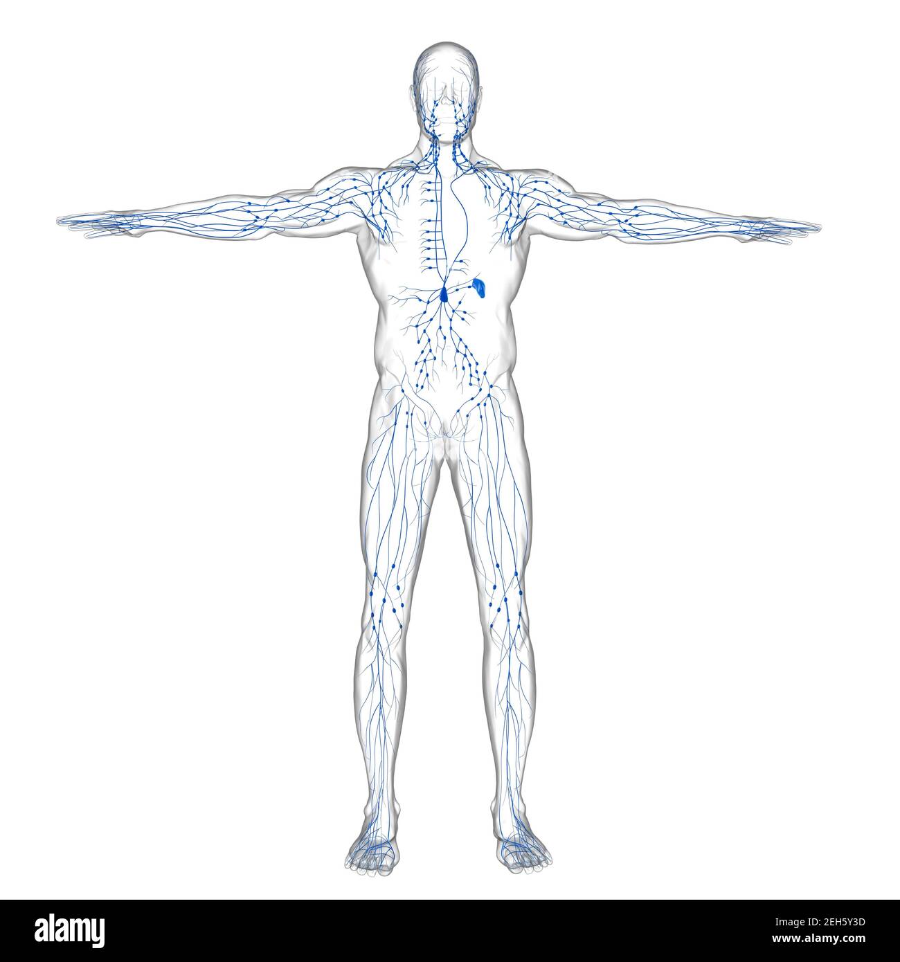 Menschliche Lymphknoten Anatomie für medizinisches Konzept 3D Illustration Stockfoto