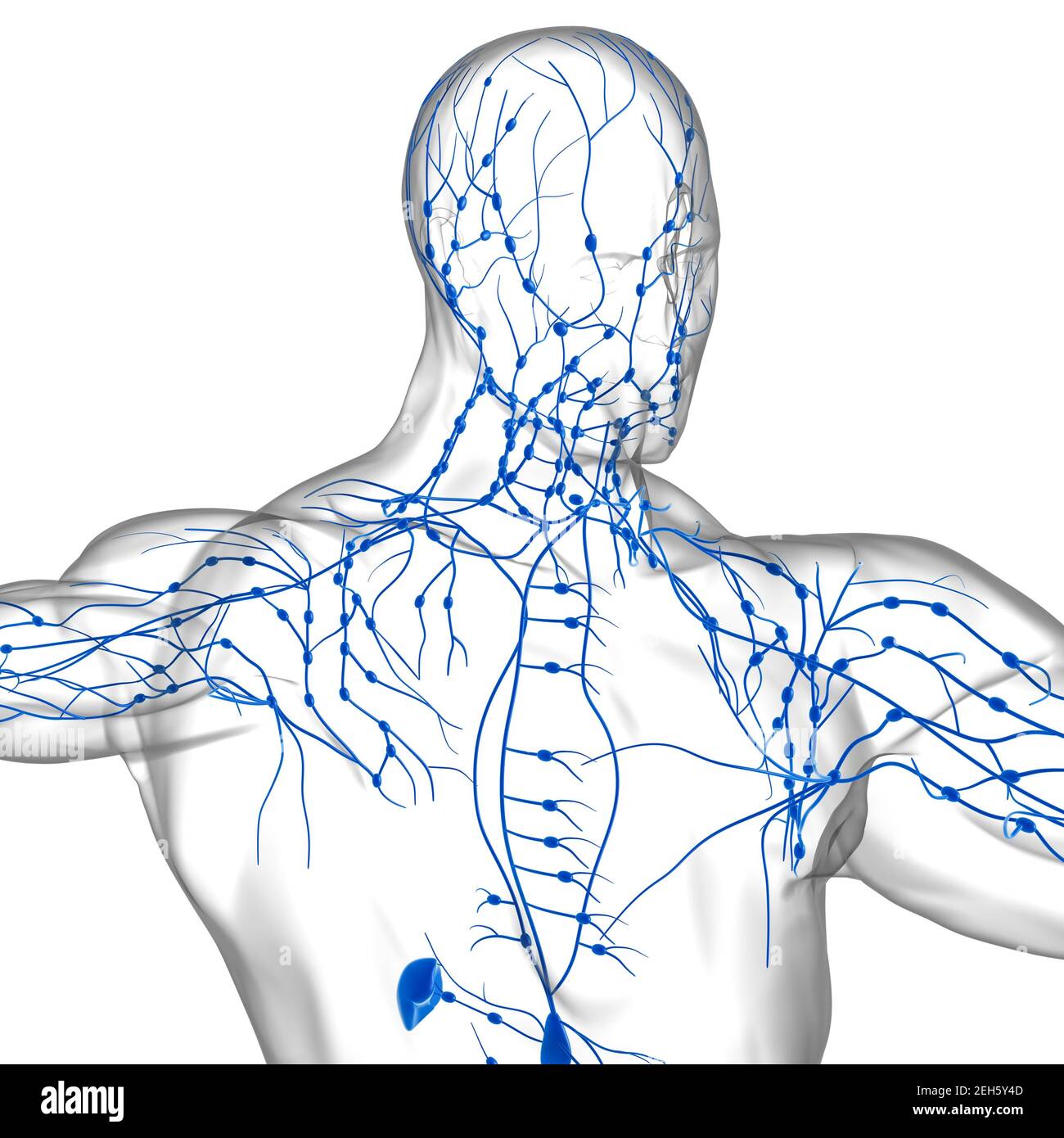 Menschliche Lymphknoten Anatomie für medizinisches Konzept 3D Illustration Stockfoto