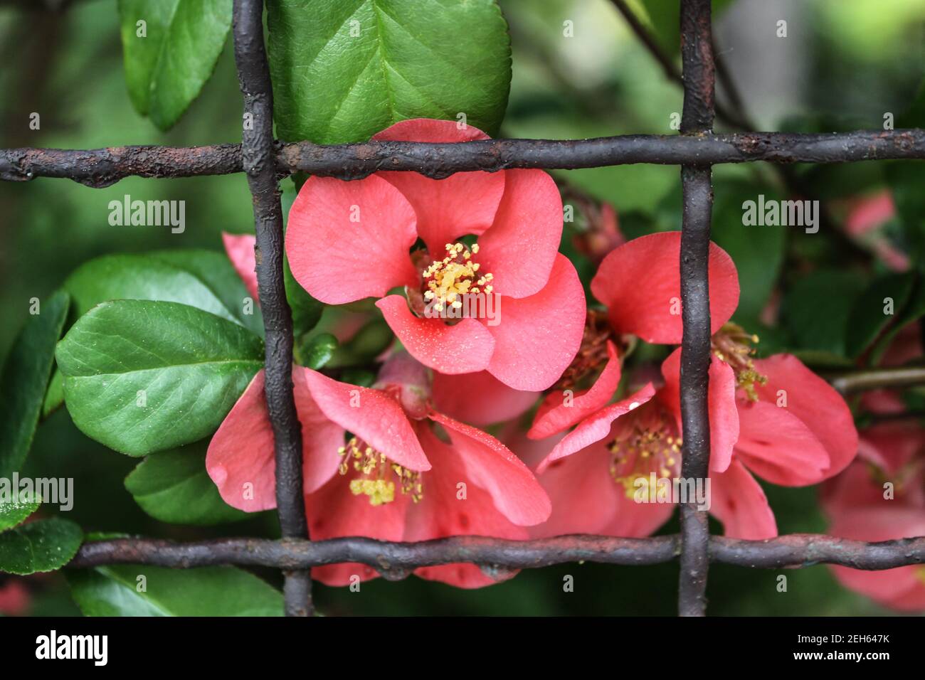 Rosa Gartenblume hinter einem Zaun Stockfoto